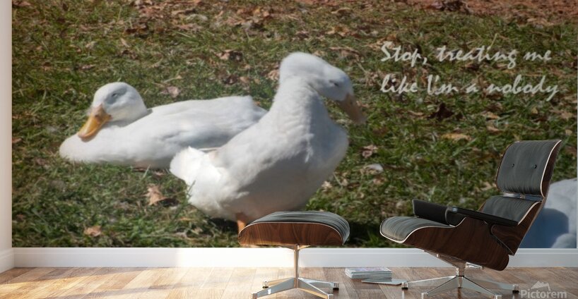 Ducks gathering together discussing Wall Murals