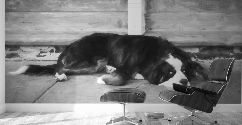 Bernese Mountain Dog Aspen X100 Wall Murals