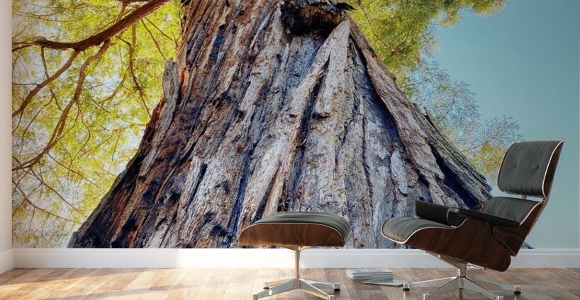 Ancient Redwood Wall Murals