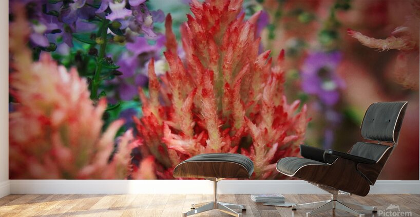 Celosia  Wall Murals