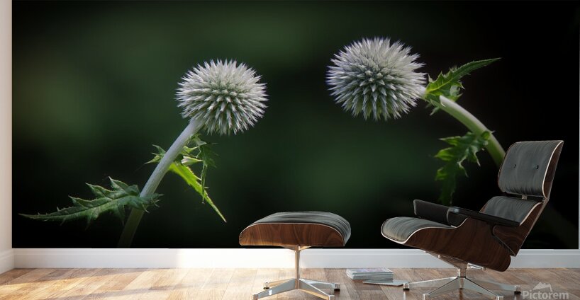 Take a bow Wall Murals