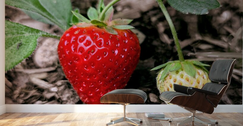 Two Albion Strawberries Wall Murals