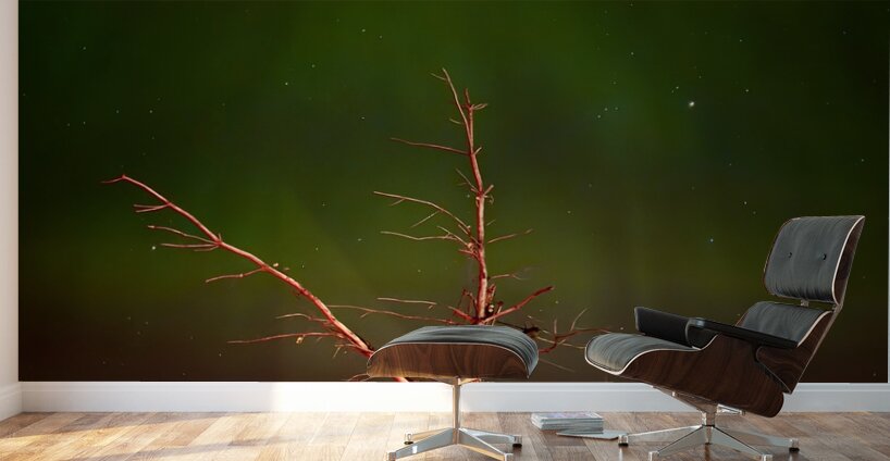 Ghost Tree Under the Northern Lights Wall Murals