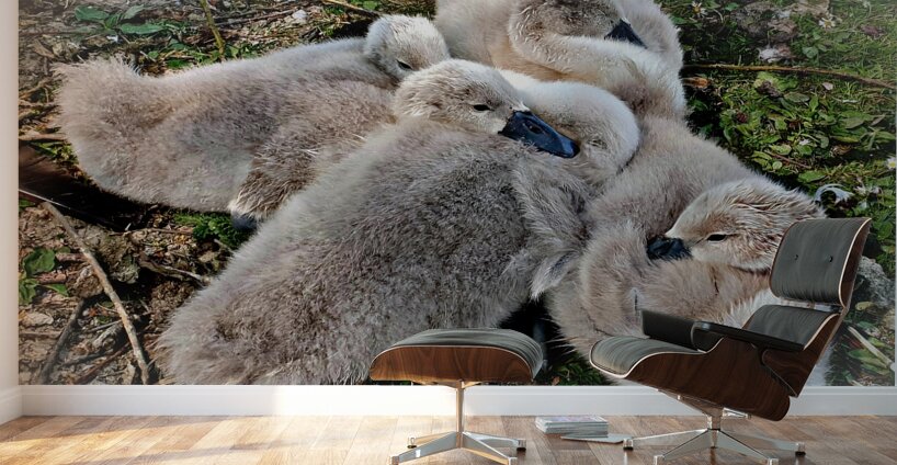 Nestled Together Wall Murals