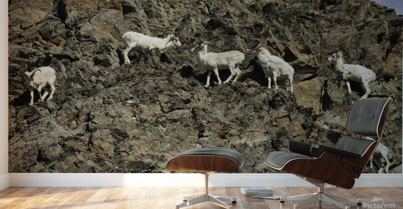 Dall Sheep 1 Wall Murals