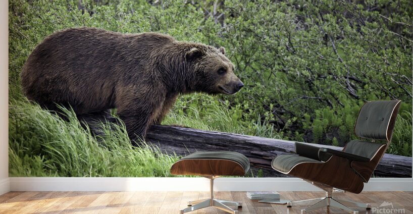 Brown Bear Wall Murals
