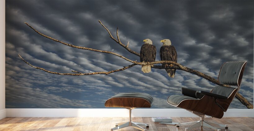 FS250211 EAGLES DW Wall Murals