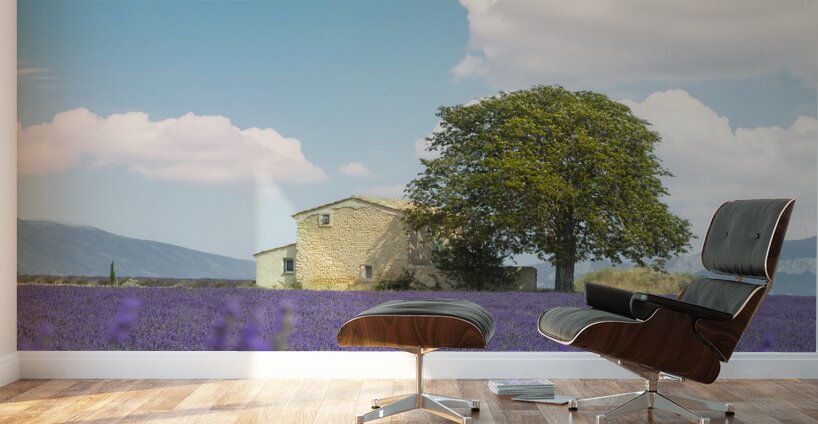 Lavender field a house and a tree. Provence France Wall Murals