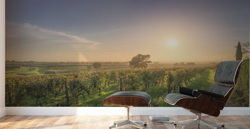 Bolgheri vineyards and trees in a foggy sunset Wall Murals