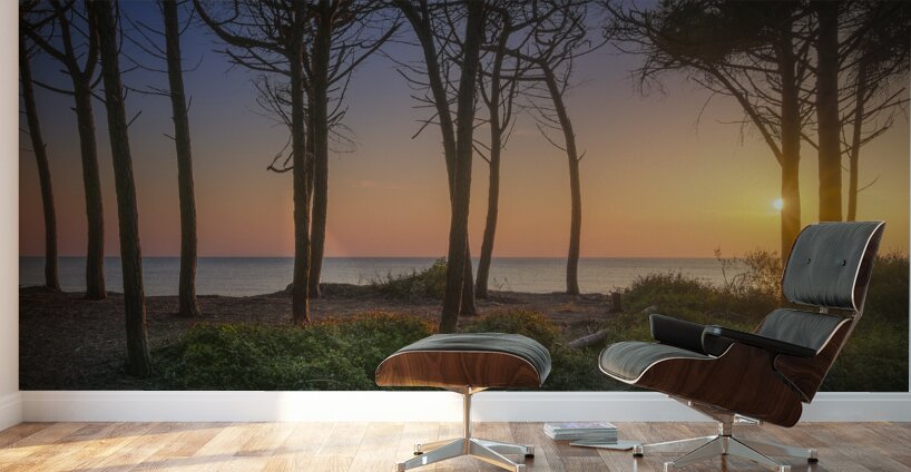 Pine trees and sea at sunset in Tuscany Wall Murals