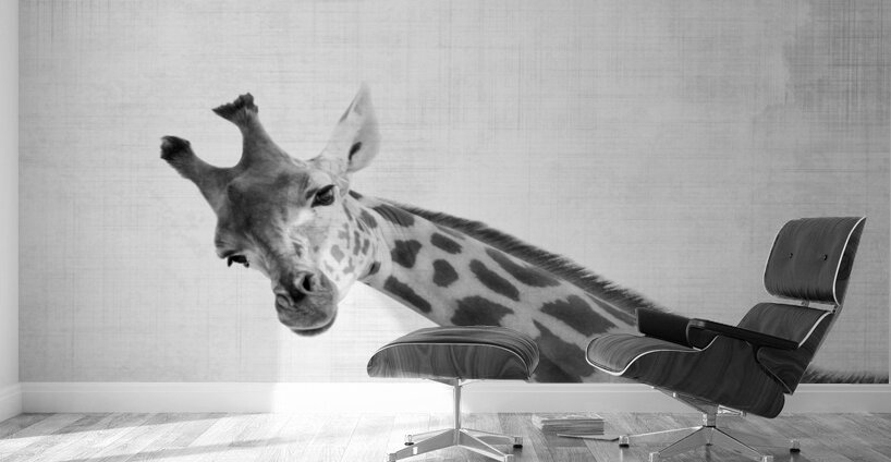 Peekaboo giraffe Wall Murals