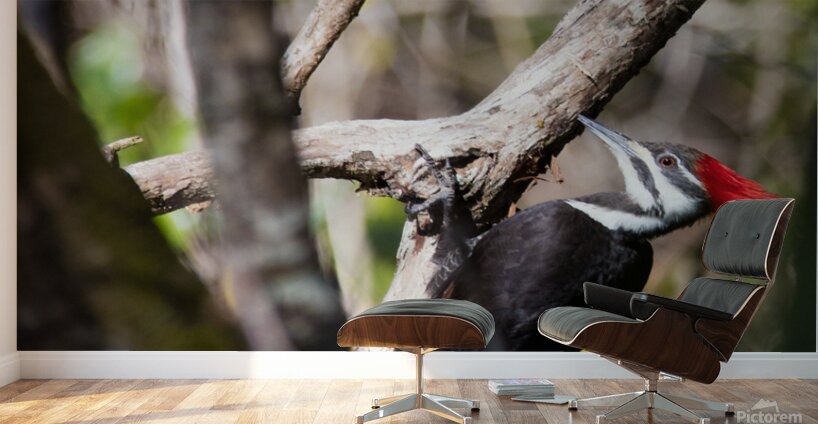 Pileated Woodpecker 7819 Wall Murals