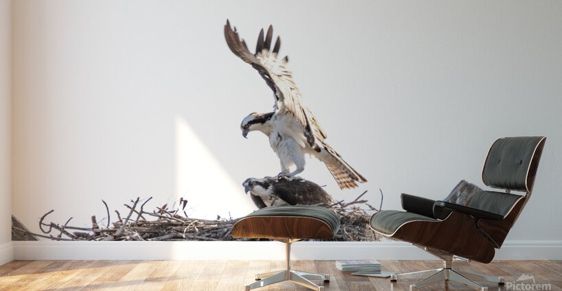 Osprey 1146 Wall Murals