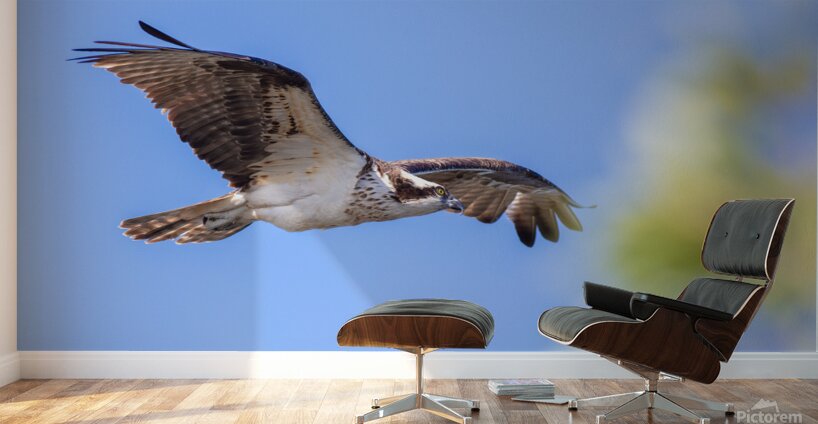 Osprey 5011 Wall Murals