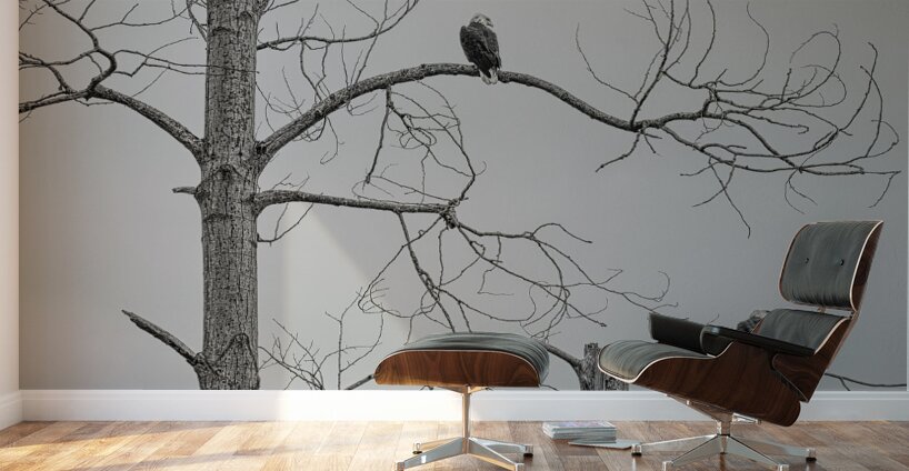 FS250209DBW TWO EAGLES HIGHKEY Wall Murals