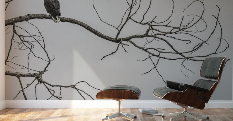 FS250209 EAGLES EKTAR 100 Wall Murals