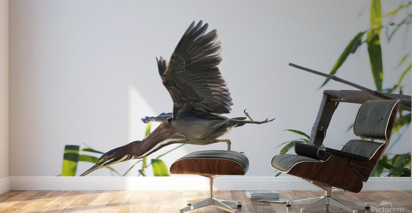 Diving Heron Wall Murals