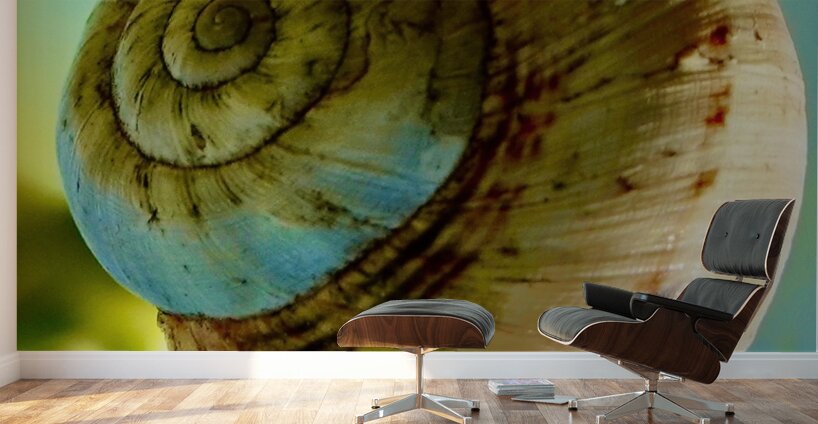 Espiral Wall Murals
