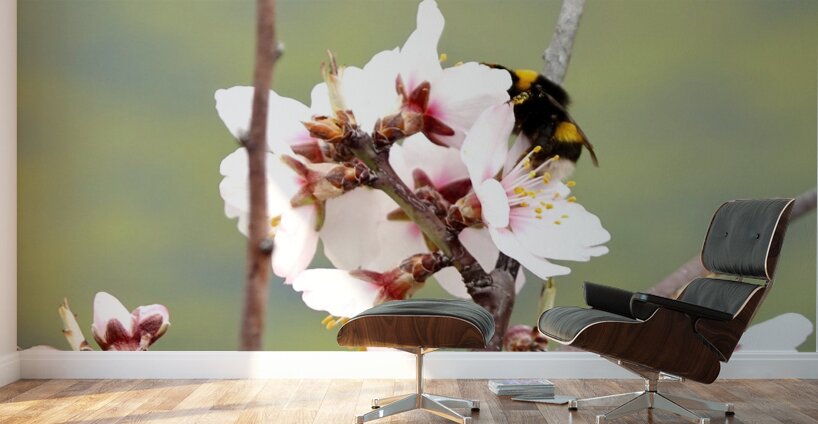 Primavera 2025 Wall Murals