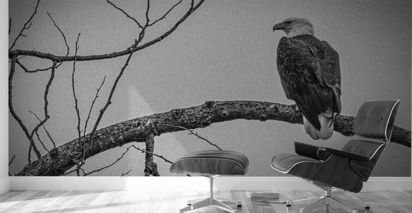 FS250209 ANTIQUE BW Wall Murals