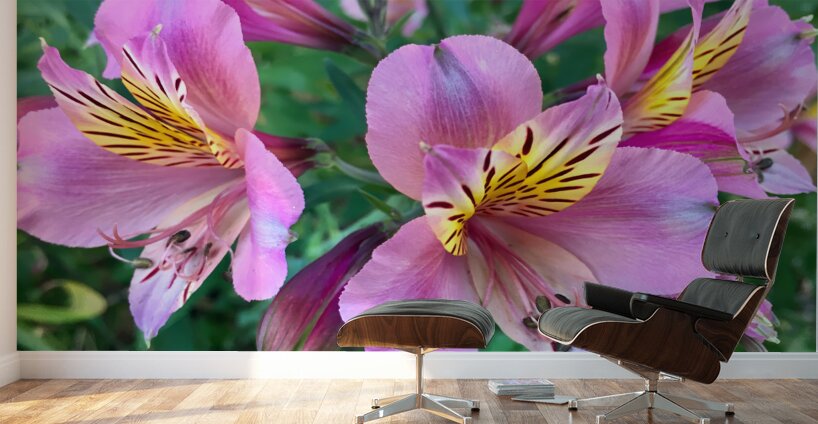 Alostremia Wall Murals