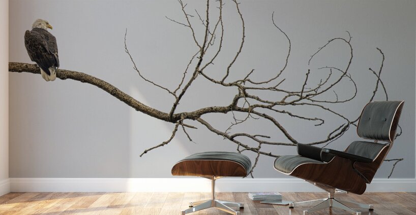 FS250209 AN EAGLE ON TREE CT2 Wall Murals