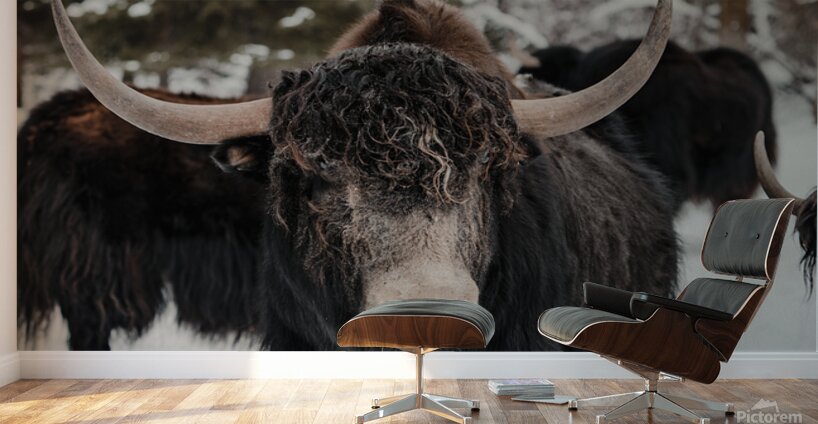 The Yak Wall Murals