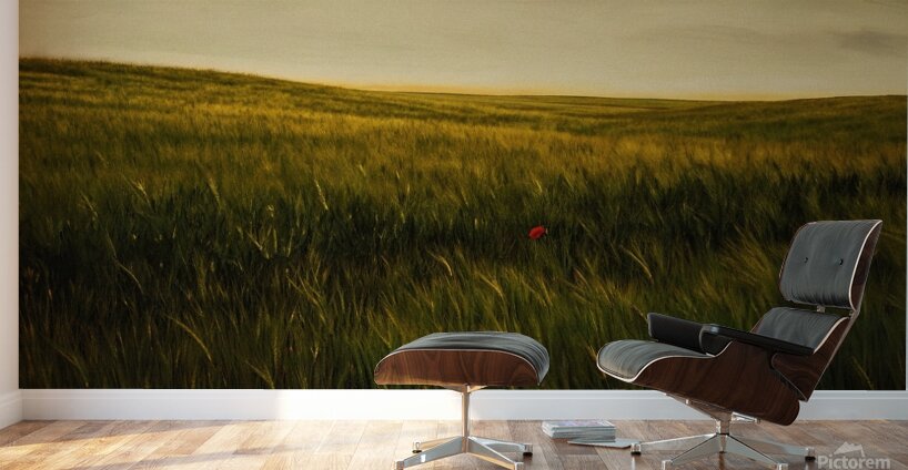 Golden Wheat Field with Red Poppy: A Serene Landscape Wall Murals