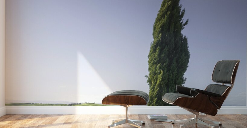 Cypress tree along the route of the via Francigena. Tuscany Wall Murals