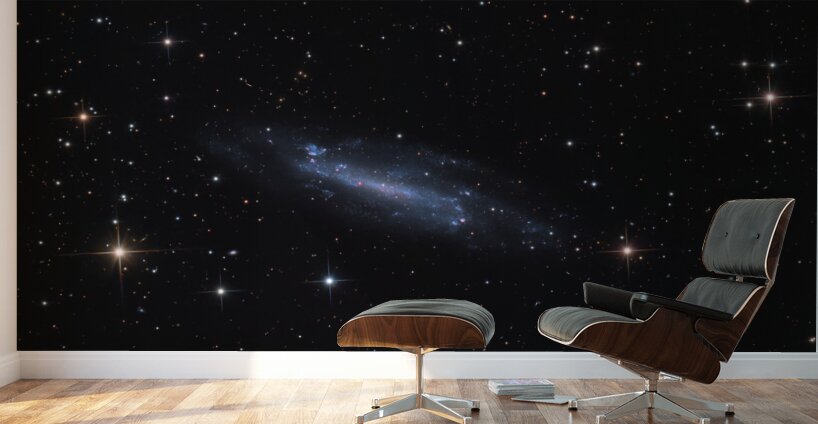 The Shy Spiral - February 23rd 2025 Wall Murals