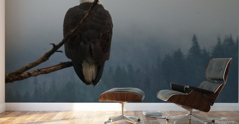 Bald Eagle Wall Murals