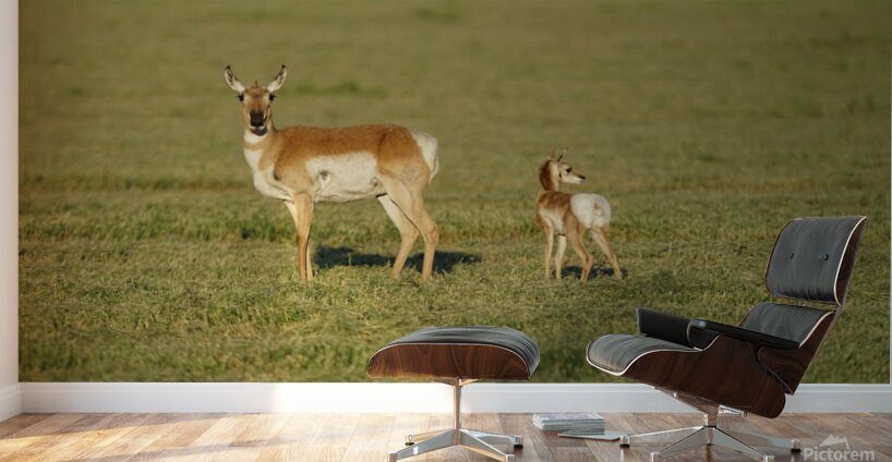 Antelope Wall Murals