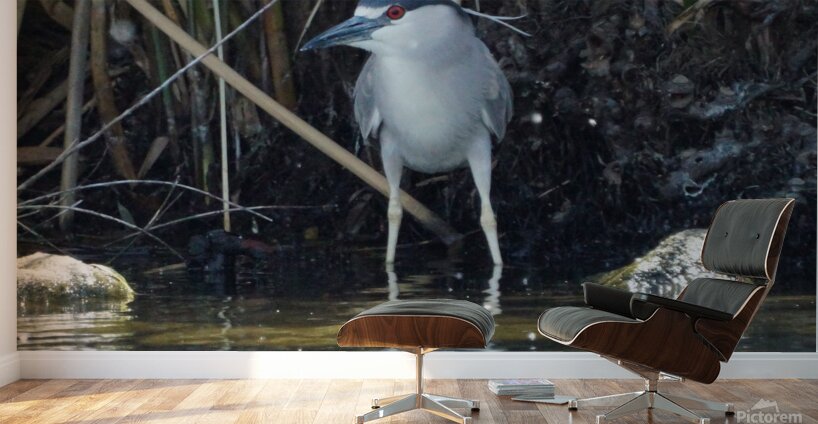 Heron Wall Murals
