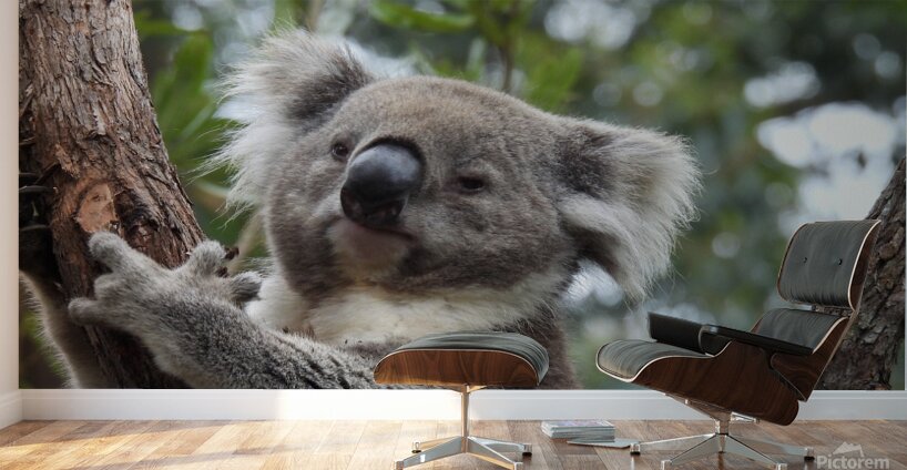 Koala in Tree Wall Murals