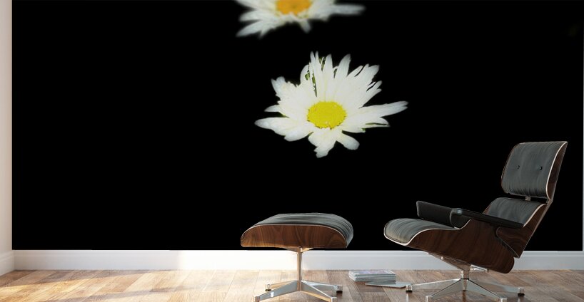 Portraits of Plants-Daises Out of Darkness Wall Murals