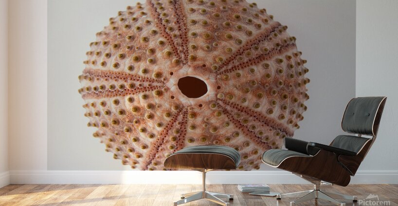 Sea urchin shell  Wall Murals