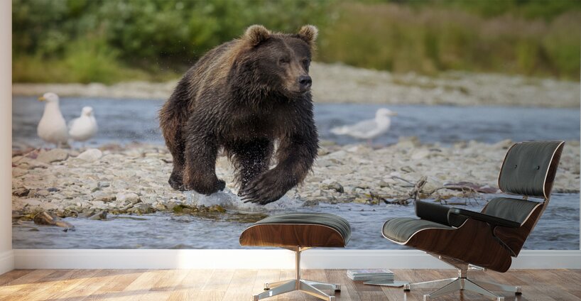 Coastal Brown Bear 7493 Wall Murals