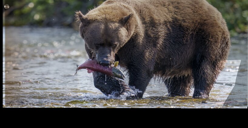 Coastal Brown Bear 5755 Wall Murals