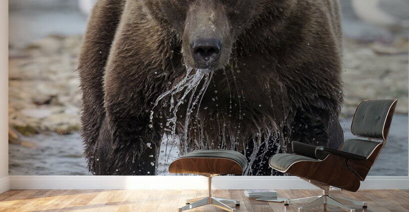 Coastal Brown Bear 8027 Wall Murals