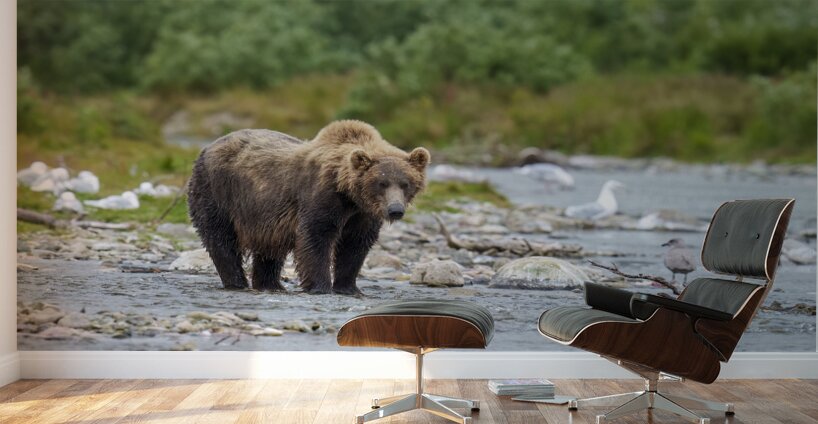 Coastal Brown Bear 5952 Wall Murals