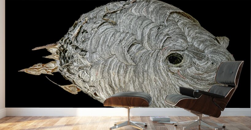 Hornet Fish Wall Murals