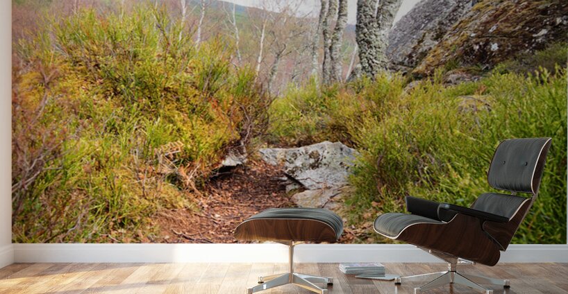 Spring Nature Trail Through The Scottish Highlands                                                                                                                    Wall Murals