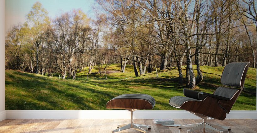 Spring Serenity in the Scottish Highlands                                                                                                                      Wall Murals