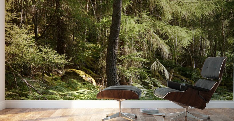 Scottish Highlands Summer Ferns in the Forest Wall Murals