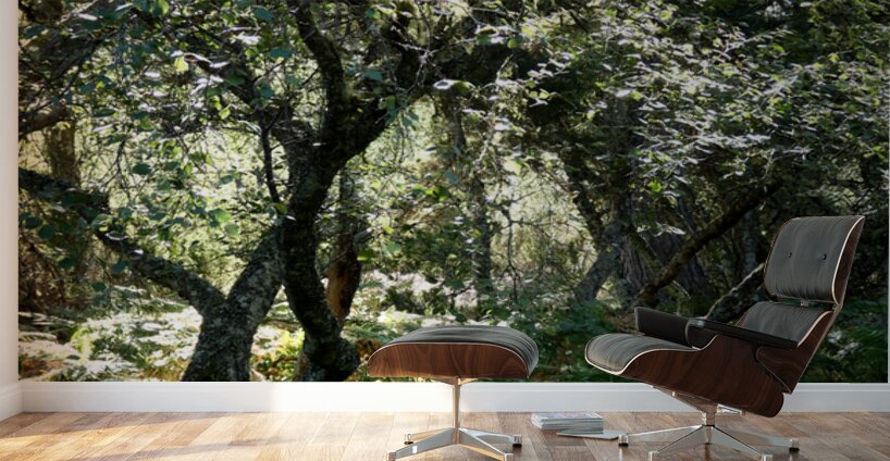 Scottish Highlands Mystical Birch Forest Wall Murals