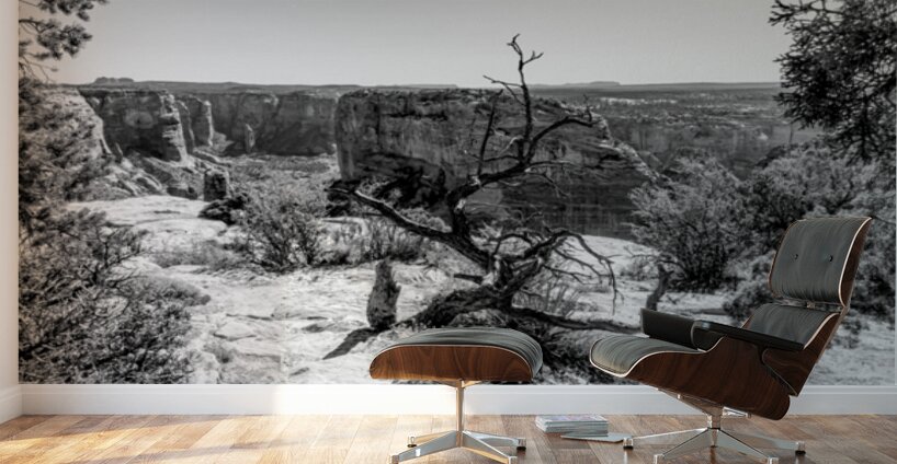Crooked Tree At Spider Rock Grayscale Wall Murals