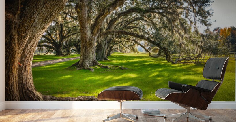 South Carolina Beaufort Live Oak Allee Wall Murals
