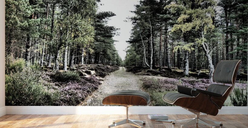 Scottish Highlands Serene  Birch Woodland Trail                                                                                                Wall Murals