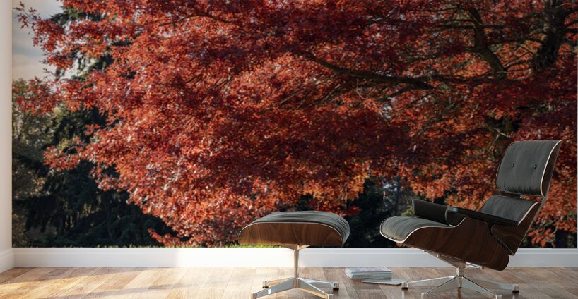 Backlit tree with fall foliage Wall Murals