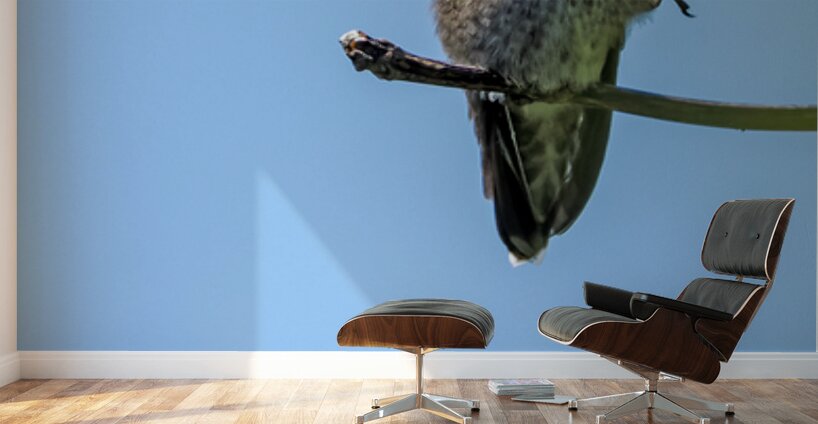 Perched hummingbird waving foot Wall Murals